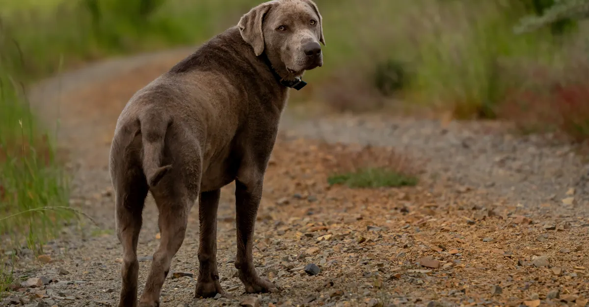 A Labrador mix stands on a scenic gravel path, exuding friendliness and companionship.