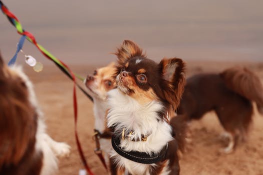 Chihuahua dog