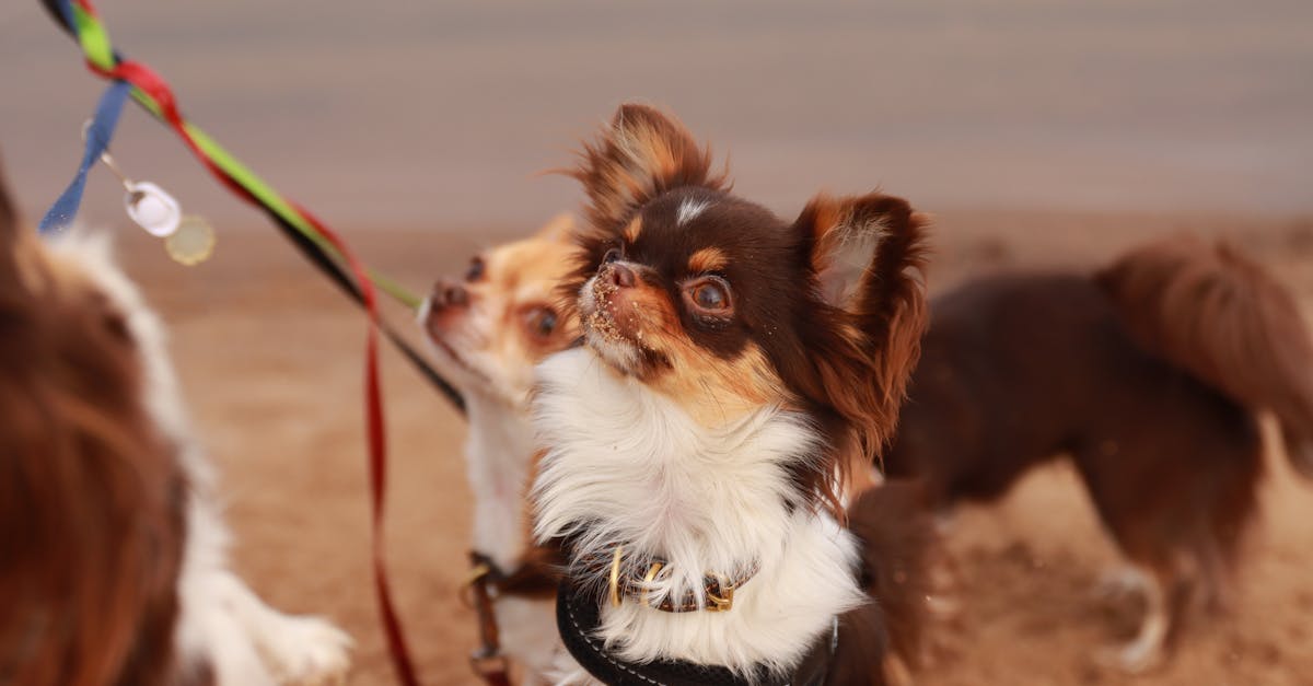 Adorable chihuahuas on a sandy beach in Jönköping, Sweden enjoying a day out on a leash.
