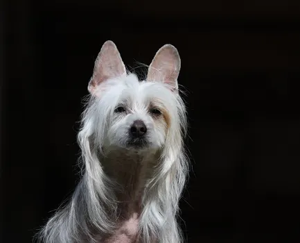Chinese Crested dog