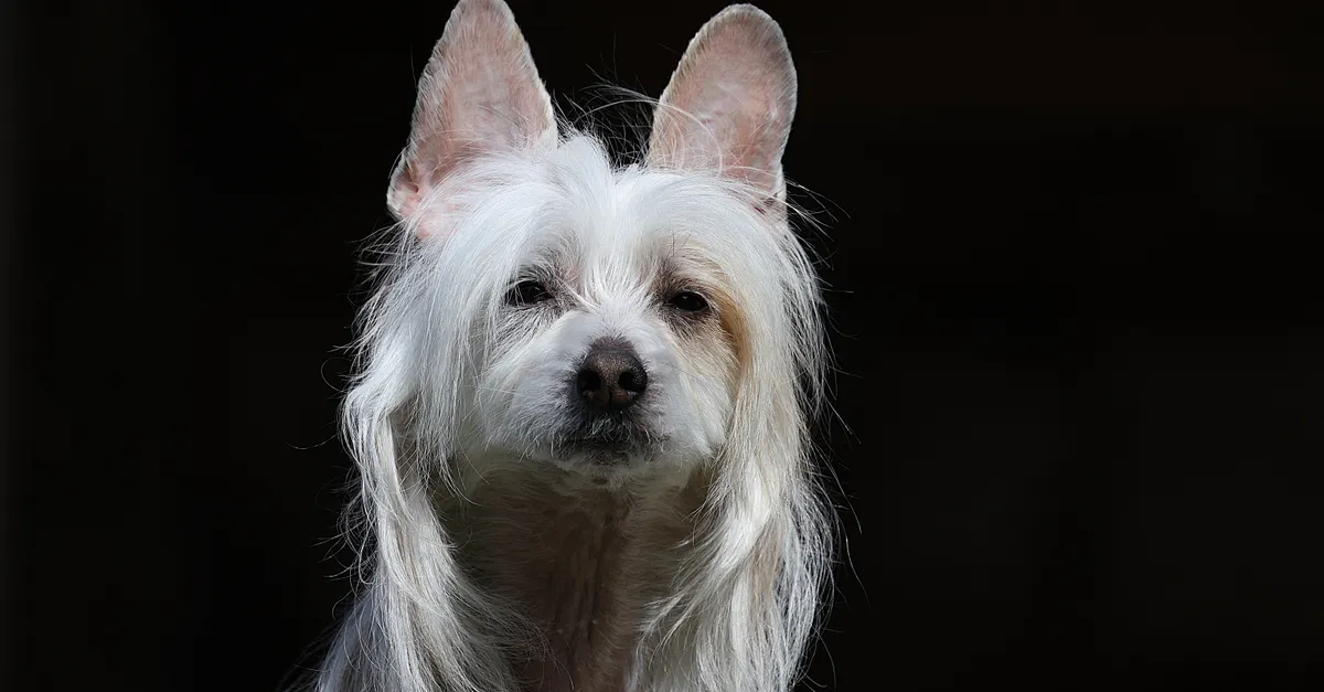 Charming portrait of a white Chinese Crested dog with flowing hair in natural light.