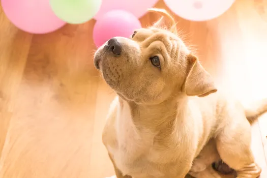 Chinese Shar-Pei dog