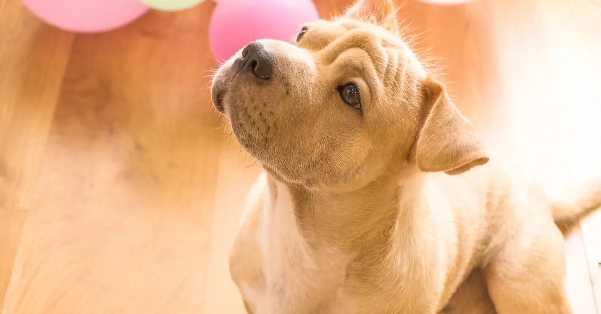 Cute dog with balloons on a wooden floor, perfect for pet-themed designs and celebrations.