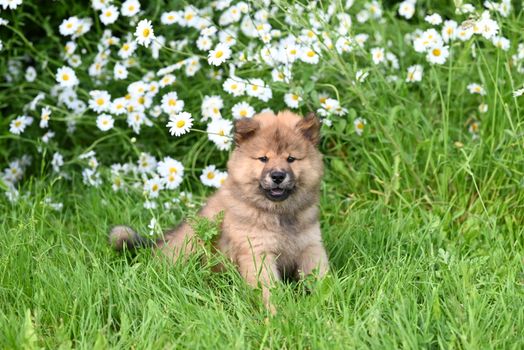 Chow Chow dog