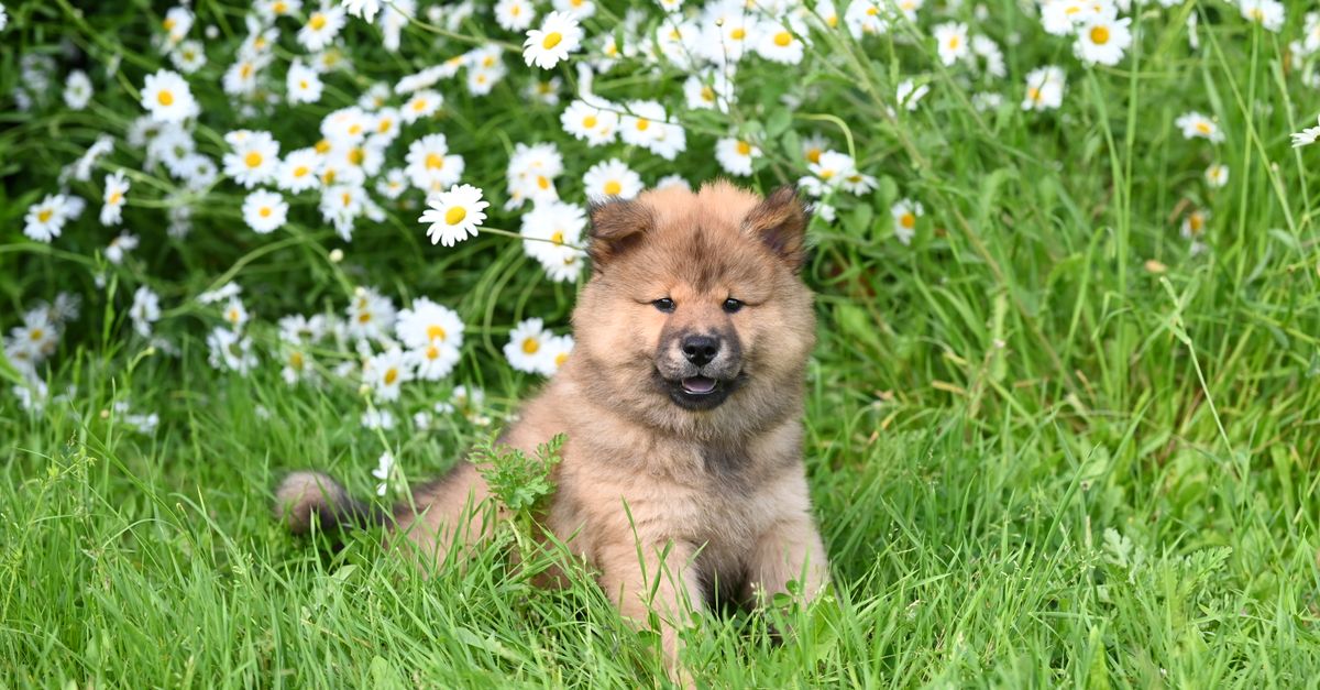 Cute fluffy puppy sitting in a vibrant field of daisies, enjoying a sunny day.