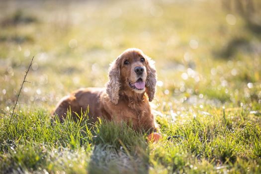 Cocker Spaniel dog