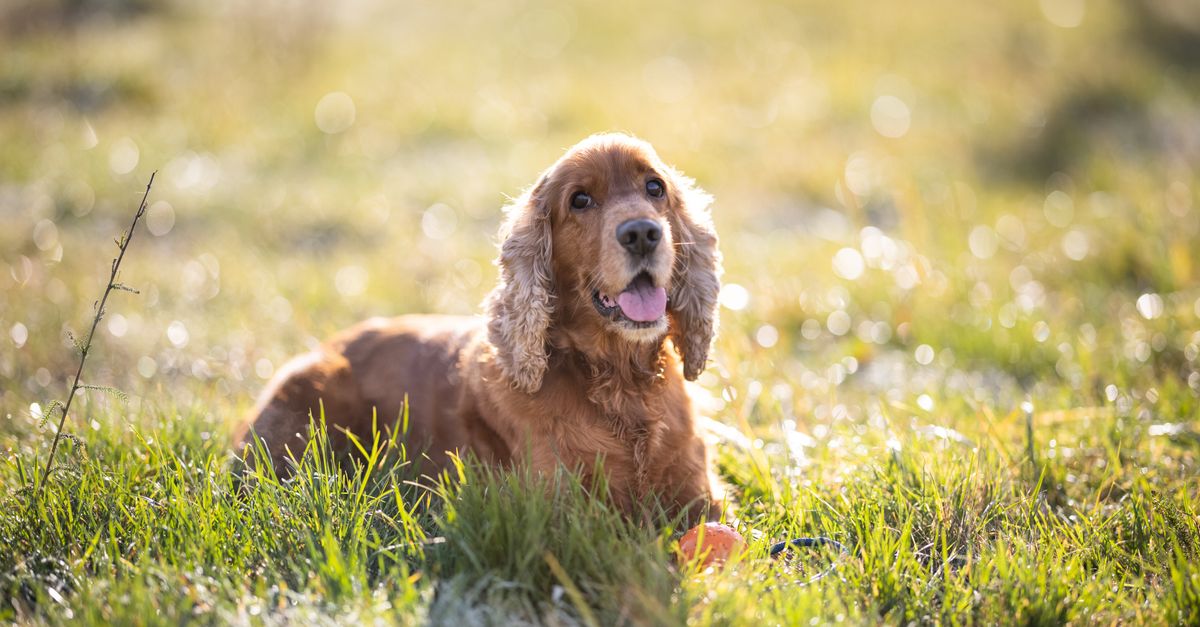 Adorable Cocker Spaniel puppy enjoying sunny day outdoors in Czechia.