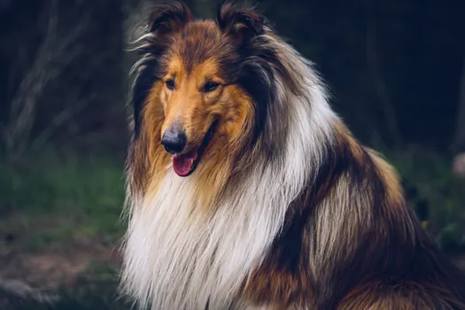 Collie dog