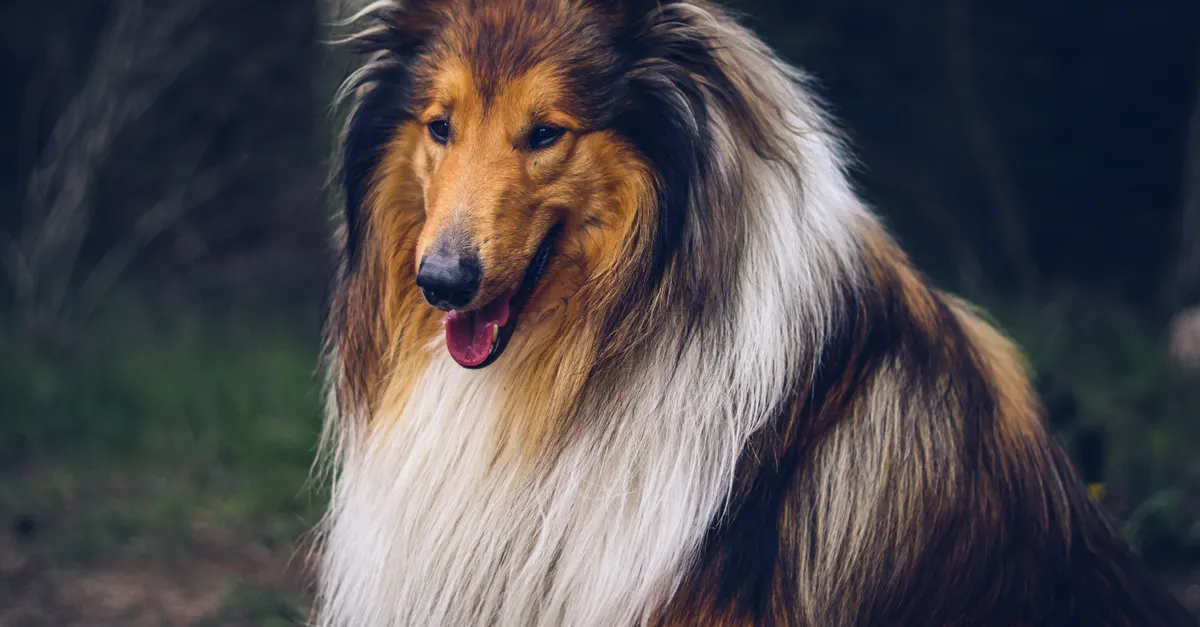 Elegant rough collie dog portrait in an outdoor forest environment.