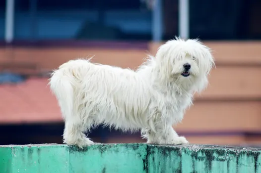 Coton de Tulear dog