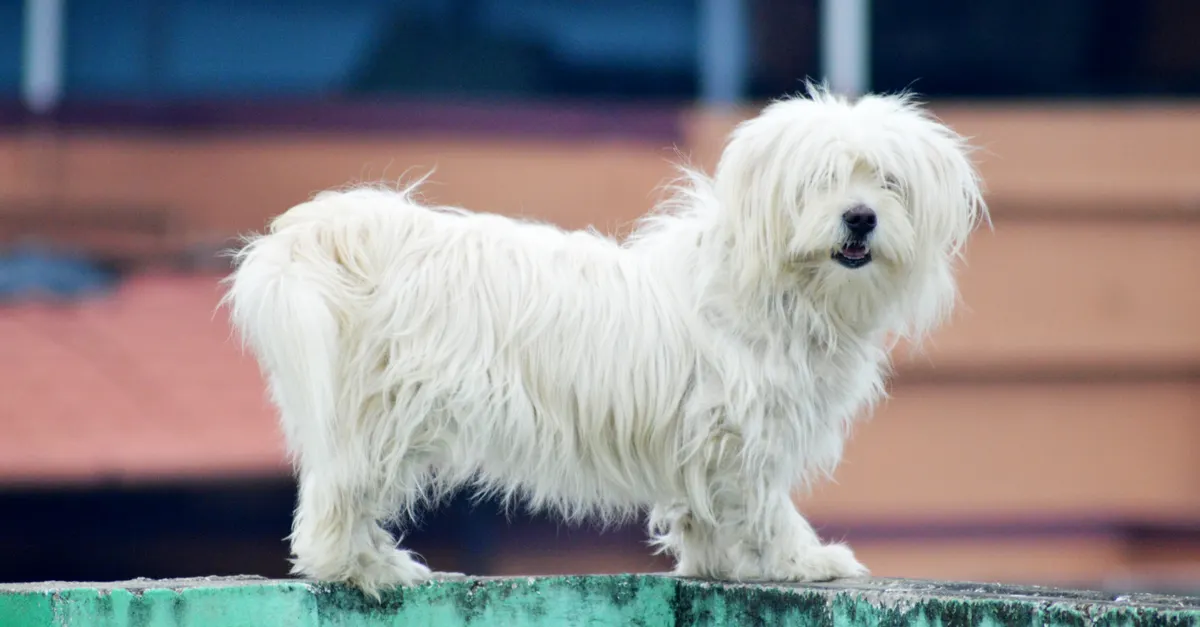 Adorable fluffy white dog with long hair standing on a wall outdoors, showing its cute face.