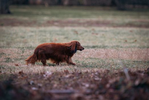 Dachshund dog