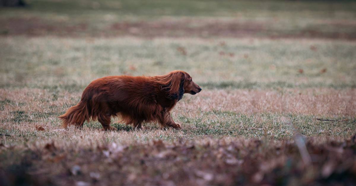 A long-haired Dachshund leisurely walking in an autumn countryside field.