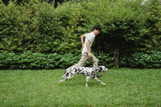 Dalmatian dog