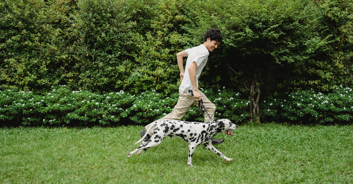 A man enjoys running with his Dalmatian dog on a green lawn in a sunny park.
