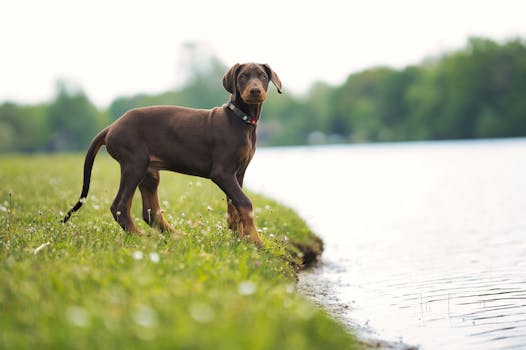 Doberman Pinscher