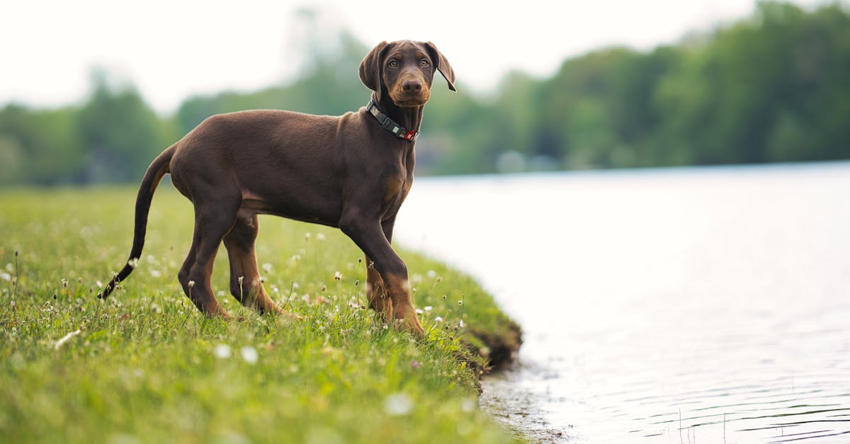 Young Doberman Pinscher standing on grass by a serene lake during a sunny day.