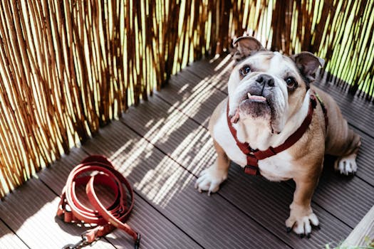 English Bulldog dog