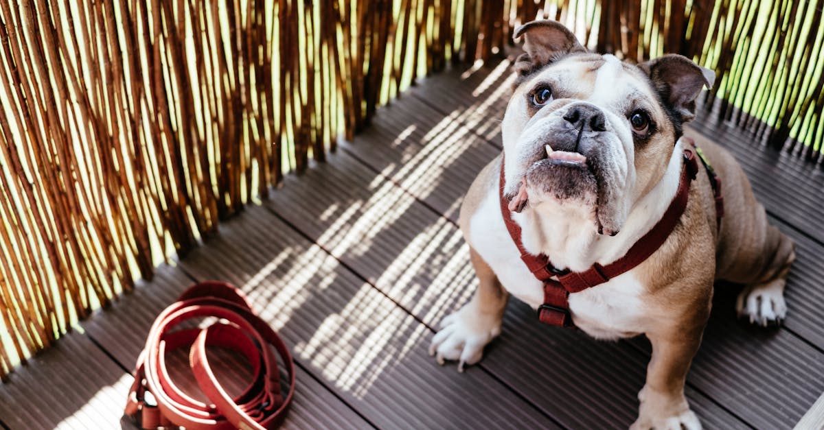 Adorable English Bulldog sitting on wooden deck, ready for a walk with red leash. Perfect pet portrait.