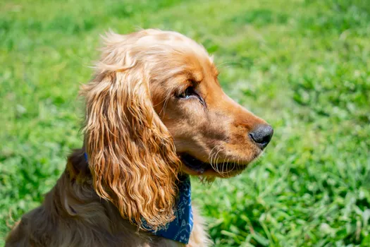 English Cocker Spaniel dog