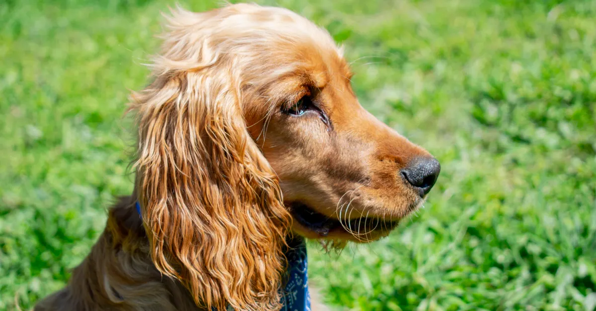 Close-up of a cocker spaniel dog sitting on grass, lit by bright sunlight.