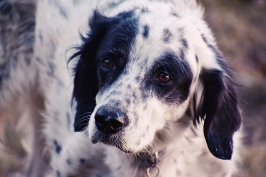 English Setter dog