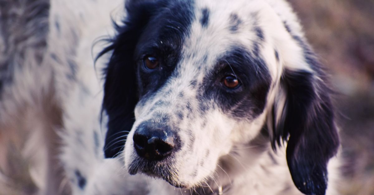 Close-up of a spotted English Setter dog with a thoughtful expression outdoors.