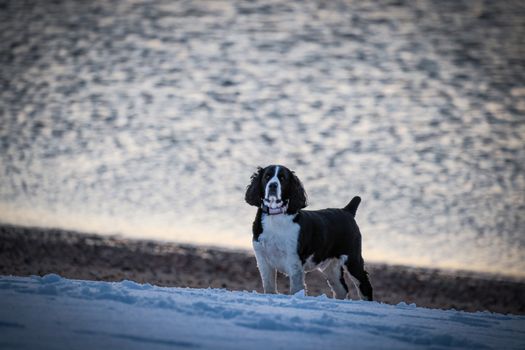 English Springer Spaniel dog