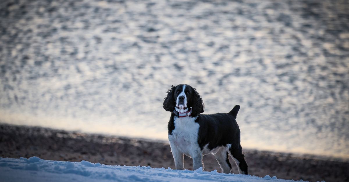 A playful English Springer Spaniel standing on a snow-covered lakeside during winter.