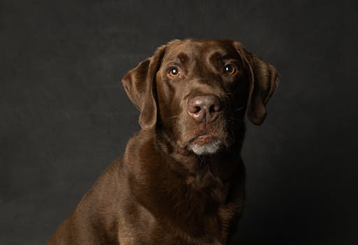 Flat-Coated Retriever