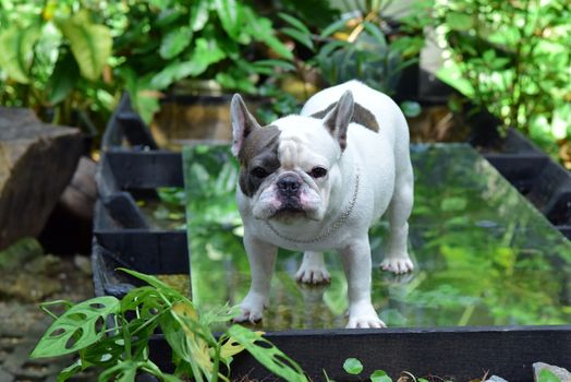 Cute French Bulldog standing outdoors on a bright day surrounded by lush green plants.