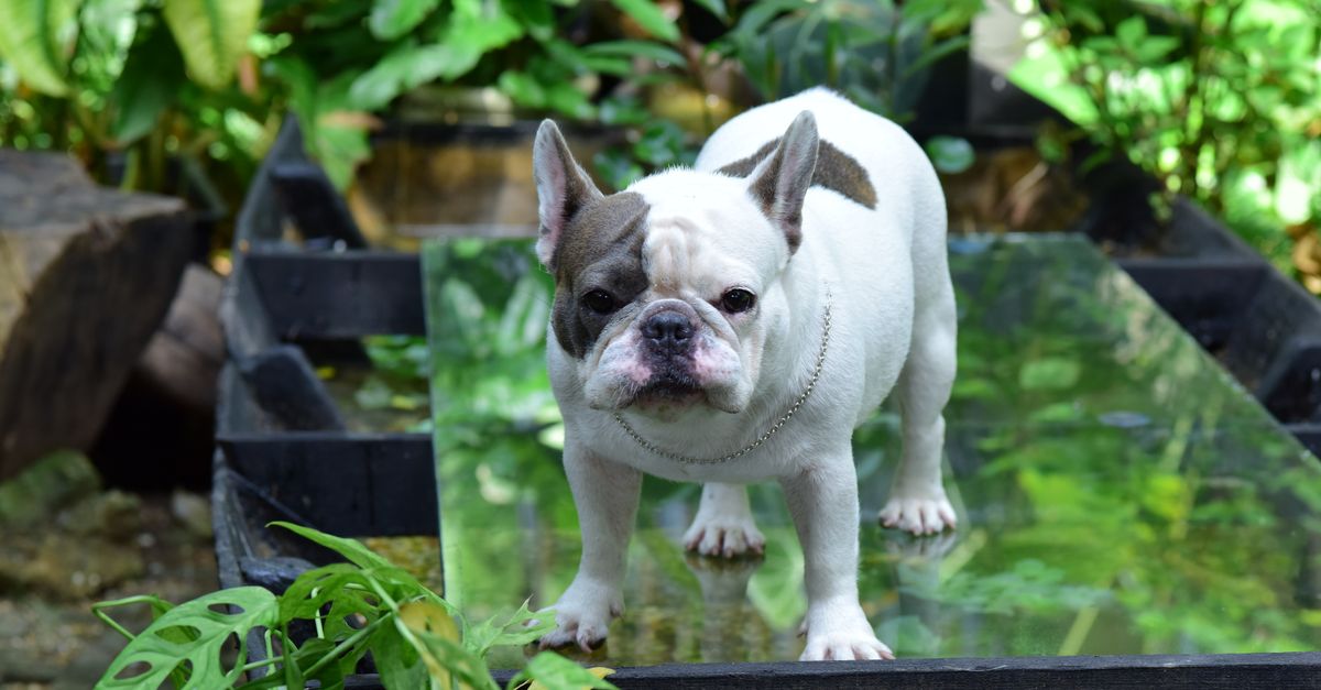 Cute French Bulldog standing outdoors on a bright day surrounded by lush green plants.