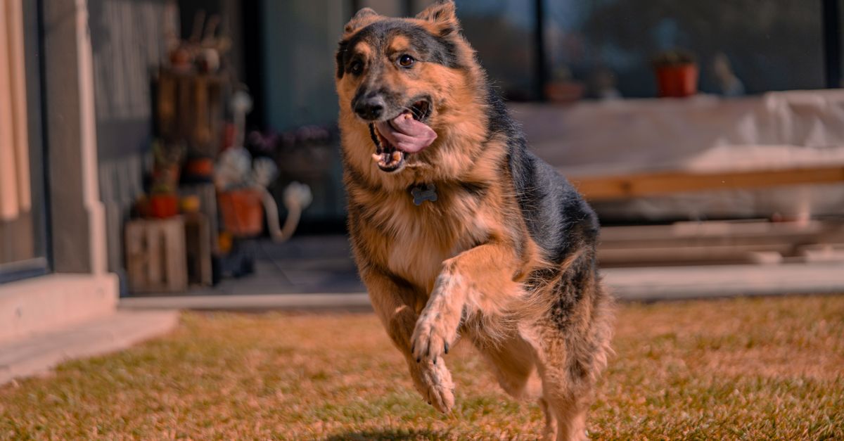 A lively German Shepherd playfully runs across a sunlit yard, full of energy.