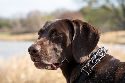 German Shorthaired Pointer dog