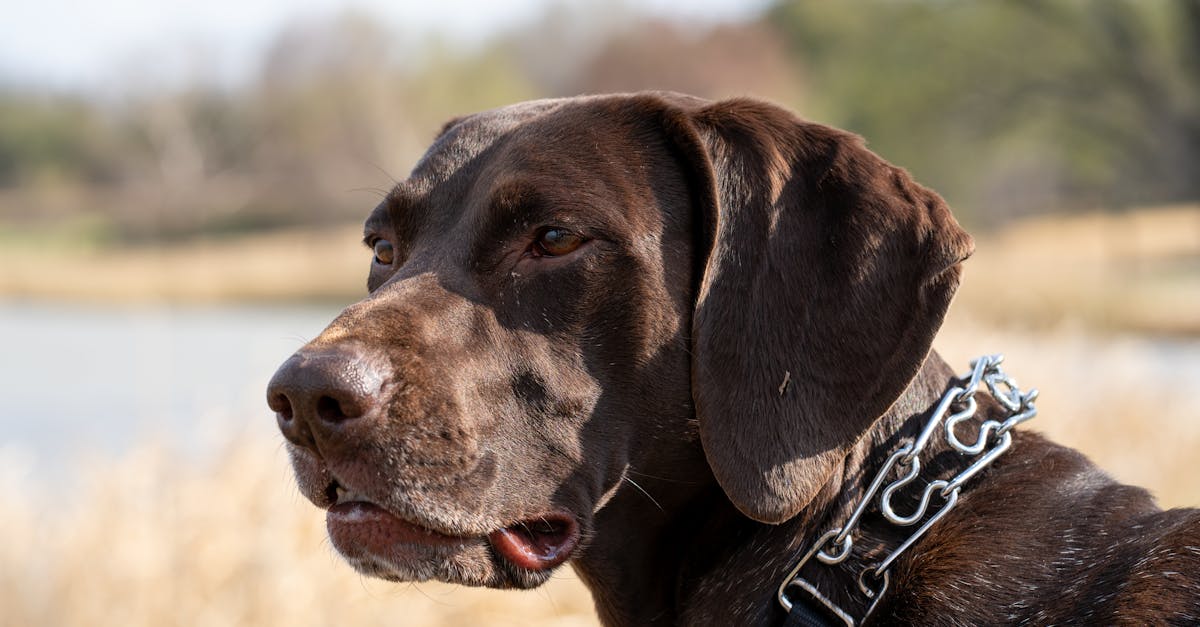 A close-up of a German Shorthaired Pointer dog enjoying nature outdoors.