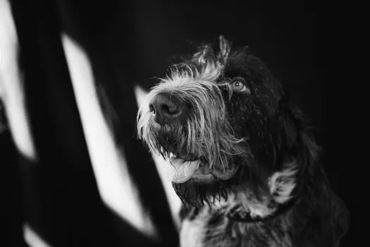 German Wirehaired Pointer