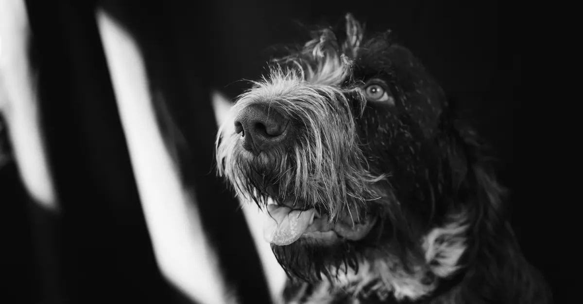 Close-up black and white portrait of a wirehaired dog looking upwards against a dark background.