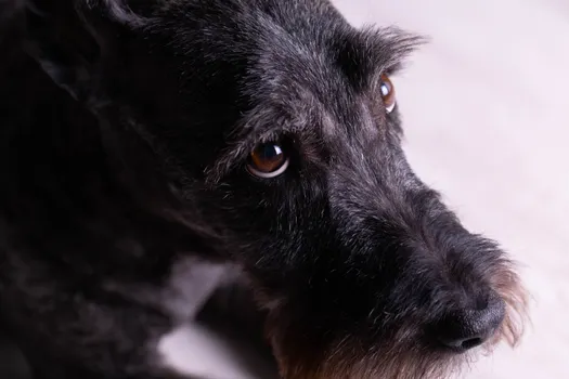 Giant Schnauzer