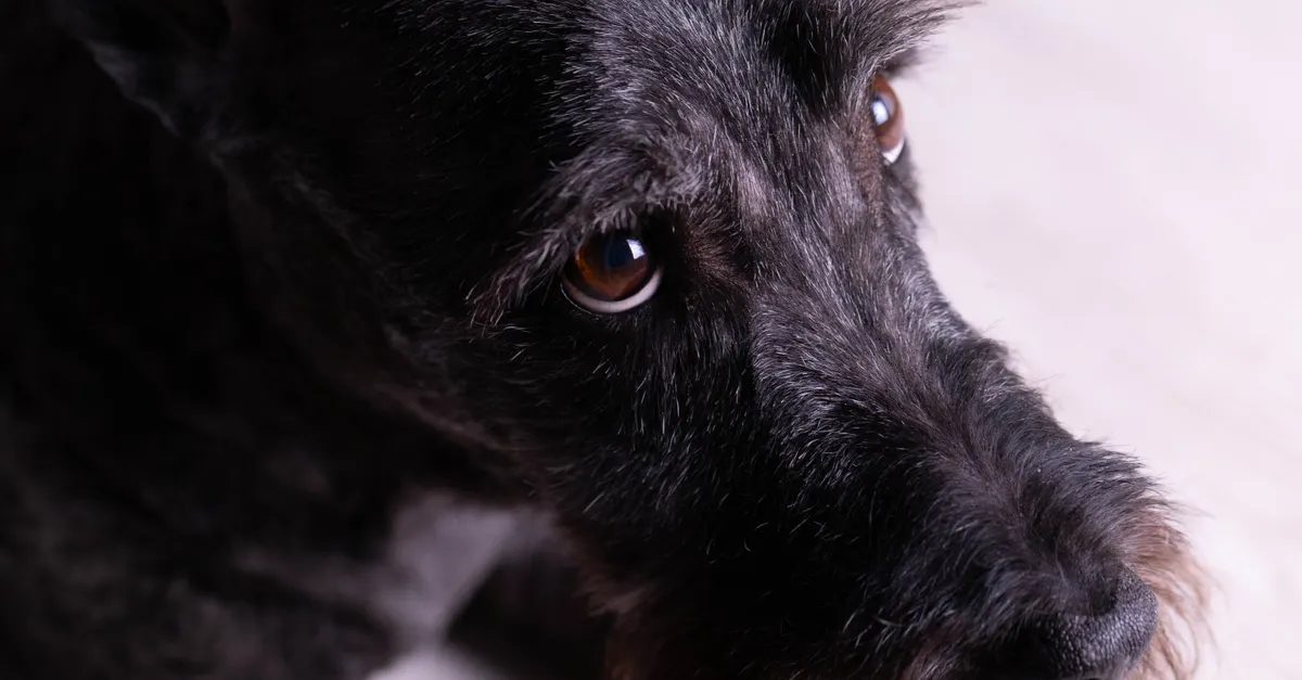 Close-up view of a dog looking upwards with expressive eyes, showcasing texture and detail.