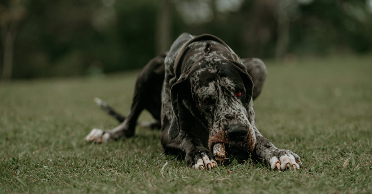 A Great Dane lying on the grass with a playful expression in an outdoor setting.