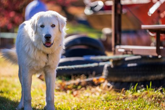 Great Pyrenees dog