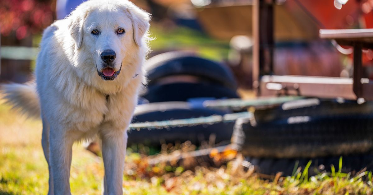 A beautiful Great Pyrenees dog standing alert with a blurred outdoor background.