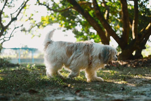 Havanese dog