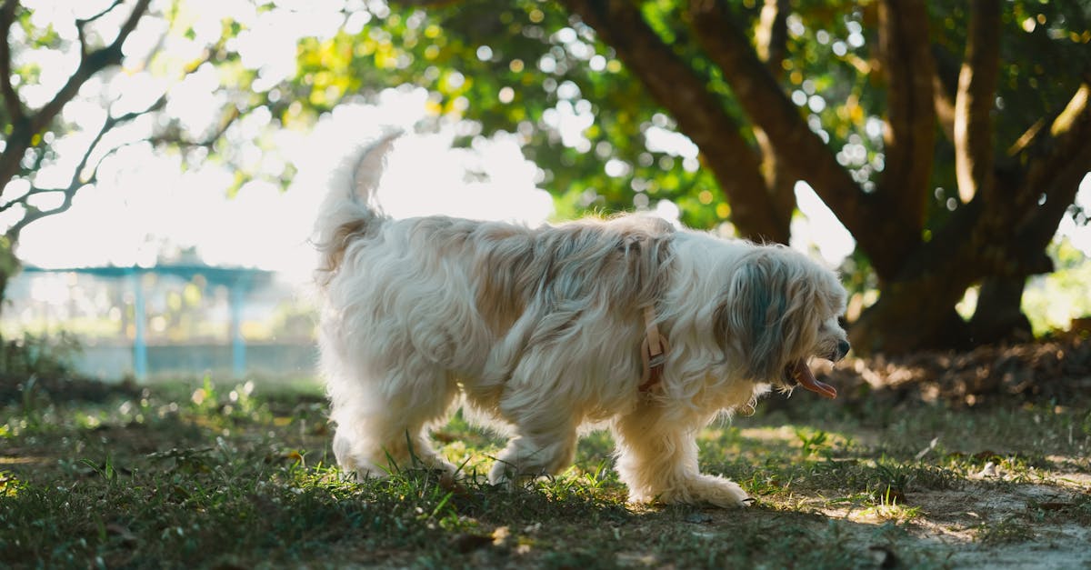 Adorable Havanese dog strolling in a sunlit park with lush green trees.