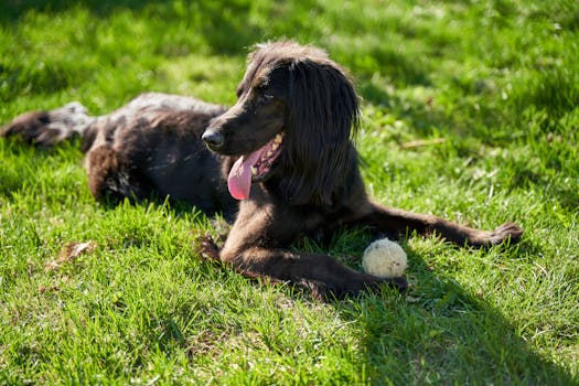 Irish Setter dog