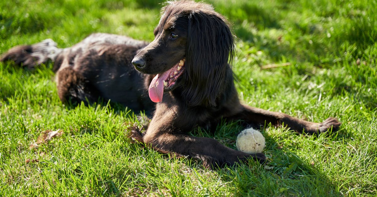 Joyful dog lying on vibrant grass with a tennis ball on a sunny day.