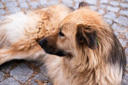 Irish Wolfhound dog