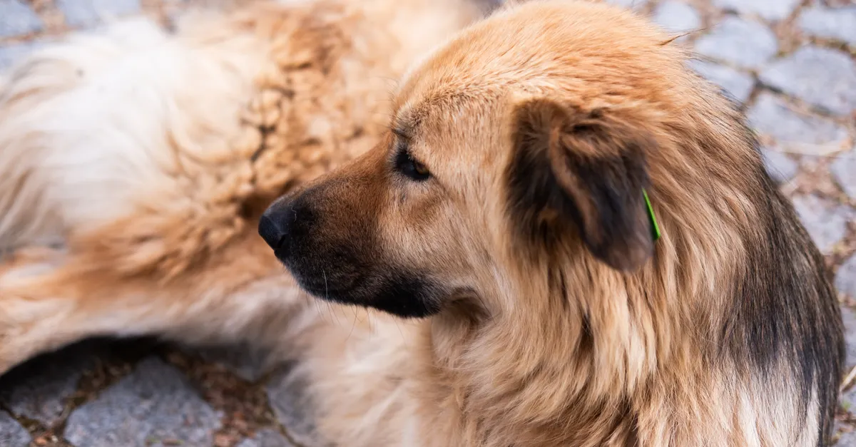 A golden dog with a green tag on its ear rests on cobblestone pavement.