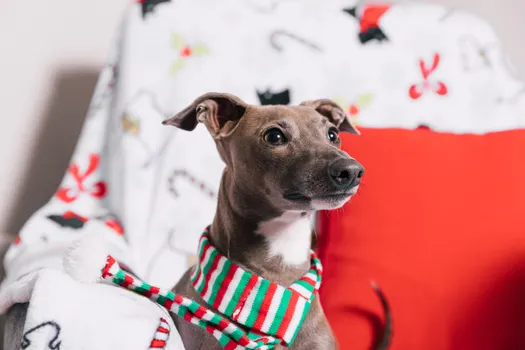 Italian Greyhound dog