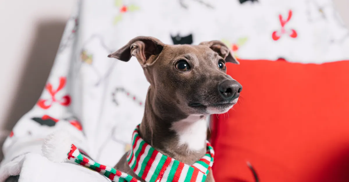 Charming Italian Greyhound with striped scarf on a festive chair, perfect for holiday themes.